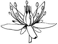 flower_41_sm.gif