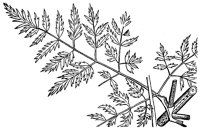 poison-hemlock_1_lg.gif