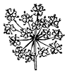 poison-hemlock_2_th.gif