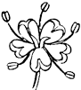 poison-hemlock-flower_1_th.gif