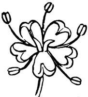 poison-hemlock-flower_1_sm.gif