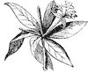 flower-madder_1_th.gif