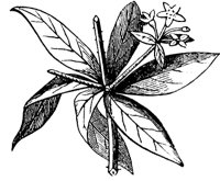 flower-madder_1_md.gif