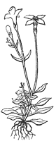 bluet_1_sm.gif
