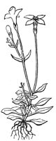 bluet_1_md.gif