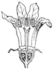 bluet-flower_1_th.gif