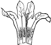 bluet-flower_2_sm.gif