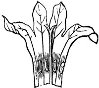 bluet-flower_2_md.gif