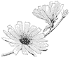 chickory-flower_1_th.gif