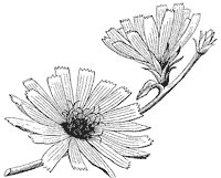 chickory-flower_1_sm.gif
