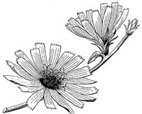 chickory-flower_1_md.gif