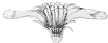 chickory-flower_2_th.gif