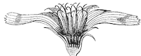 chickory-flower_2_sm.gif