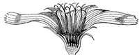 chickory-flower_2_md.gif