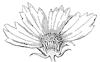 coreopsis-flower_1_th.gif