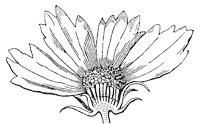coreopsis-flower_1_sm.gif