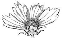 coreopsis-flower_1_md.gif