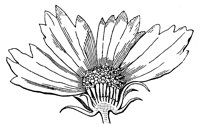 coreopsis-flower_1_lg.gif