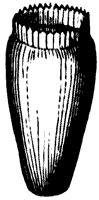 calyx_2_sm.gif