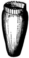 calyx_2_lg.gif