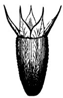 calyx_4_sm.gif