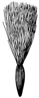 calyx_6_md.gif