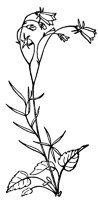 harebell_1_lg.gif
