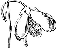 wintergreen_2_sm.gif