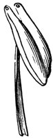stamen_6_md.gif