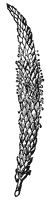 plantain_1_sm.gif