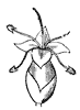 flower_43_th.gif