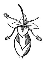 flower_43_sm.gif