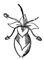 flower_43_md.gif
