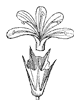 calyx_7_th.gif