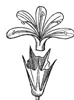 calyx_7_sm.gif