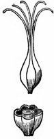 pistil_12_lg.gif