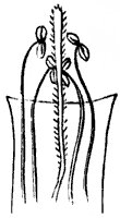stamen_7_sm.gif