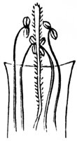 stamen_7_md.gif