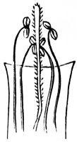 stamen_7_lg.gif