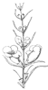 flower_44_th.gif