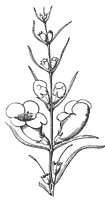 flower_44_sm.gif