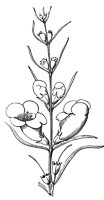 flower_44_lg.gif