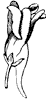 flower_45_th.gif