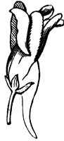 flower_45_sm.gif