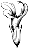 flower_47_th.gif
