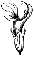 flower_47_sm.gif
