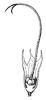 pistil_13_th.gif