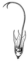 pistil_13_md.gif