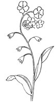 flower_48_md.gif