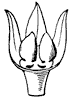 calyx_8_th.gif